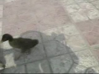 Duckling and puppy -Canard et Chiot