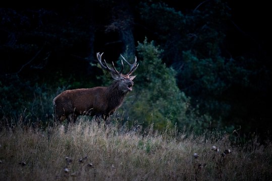 Le cerf et le chevreuil dans les Pyrénées