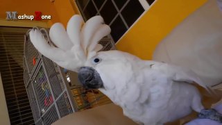 FUNNY PARROTS 2017  Parrots Dancing and Playing [Funny Pets]