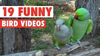 19 Funny Bird Videos -- Awesome Compilation - Hayvanlar Alemi