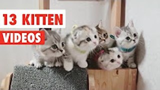 13 Funny Kittens - Funny Cat Video Compilation 2017