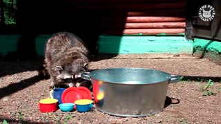 Try Not To Laugh - Funny Raccoon Video Compilation 2017
