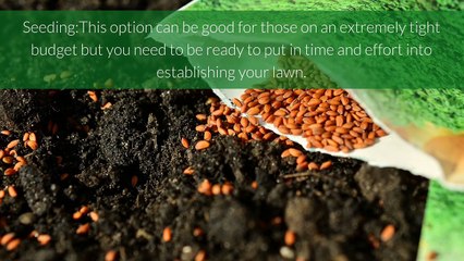 Seeding Versus Instant Lawn - Daleysturf