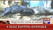 Kolar: Python Swallows Goat & Then Spits It Out Near Bangarpet