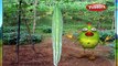 Snake Gourd | 3D animated nursery rhymes for kids with lyrics  | popular Vegetables rhyme for kids | Snake guard song  | Vegetables songs | Funny rhymes for kids | cartoon  | 3D animation | Top rhymes of Vegetables for children