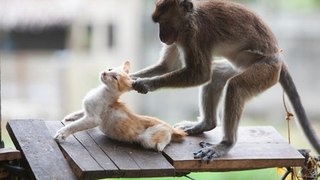 TRY NOT TO LAUGH or GRIN- Funny Monkeys VS Dogs and Cats Compilation 2017