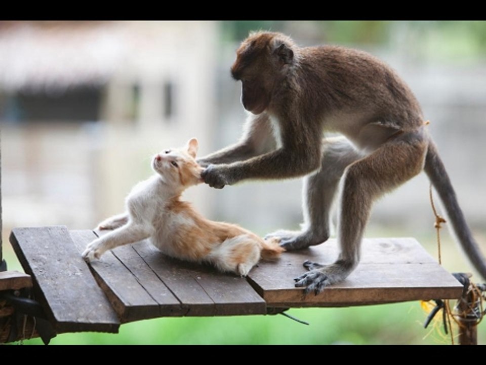 TRY NOT TO LAUGH or GRIN- Funny Monkeys VS Dogs and Cats Compilation 2017