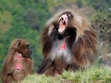 Funny Videos Of Bad Monkey Doing Stupid Things -Hayvanlar Alemi