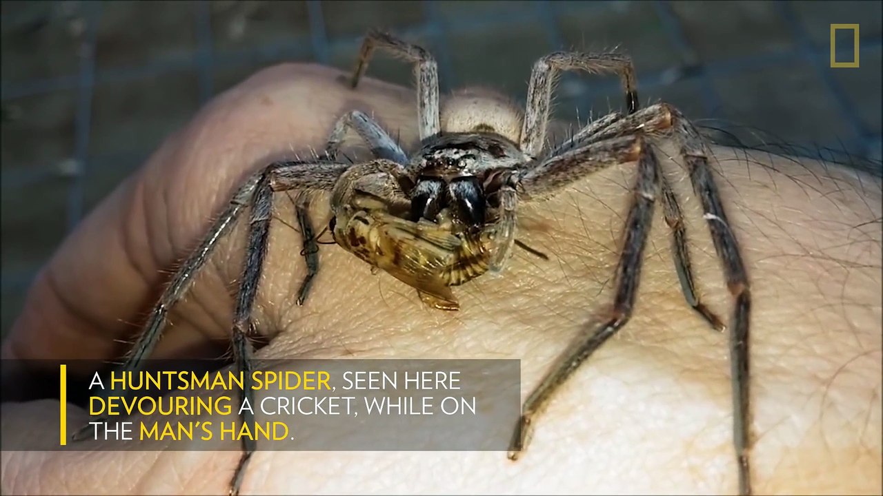 Cette araignée géante mange un criquet dans la main de son "maitre"