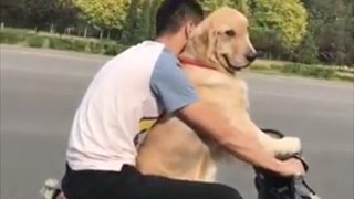 Cute Puppy Loves to Ride on the Scooter