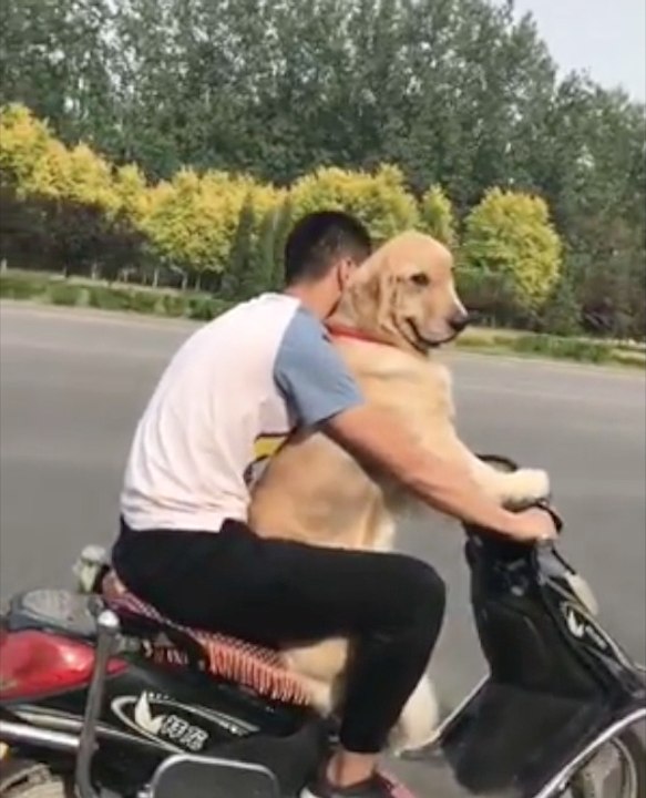 Cute Puppy Loves to Ride on the Scooter