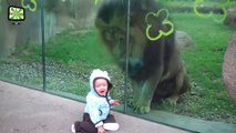 Zoo Animal Attacks ★ Animals Just Cant Get What Glass Is Hayvanlar Alemi