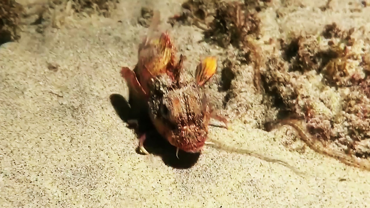 Un poisson avec des jambes