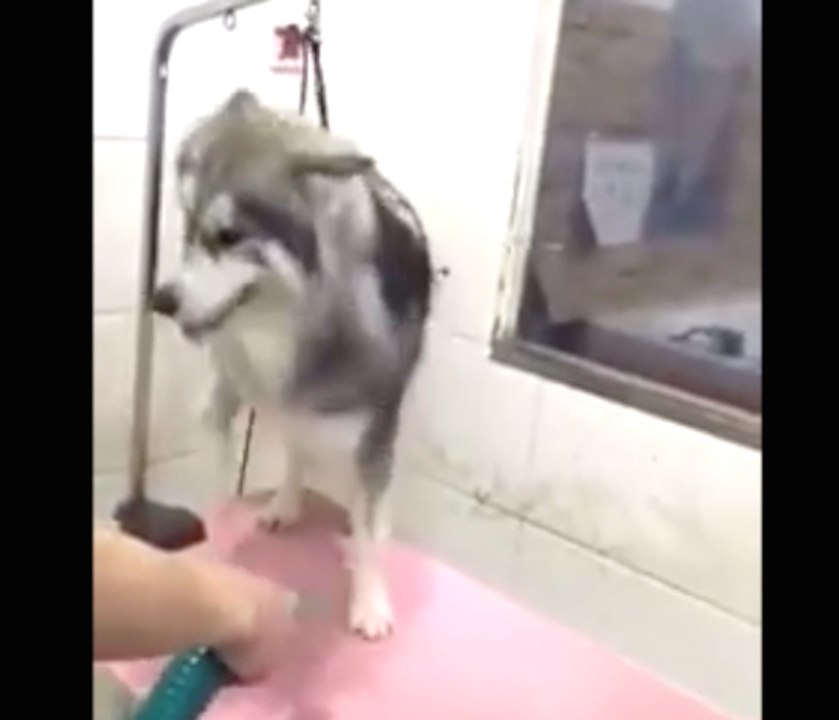 Cute Puppy Has Happy Feet