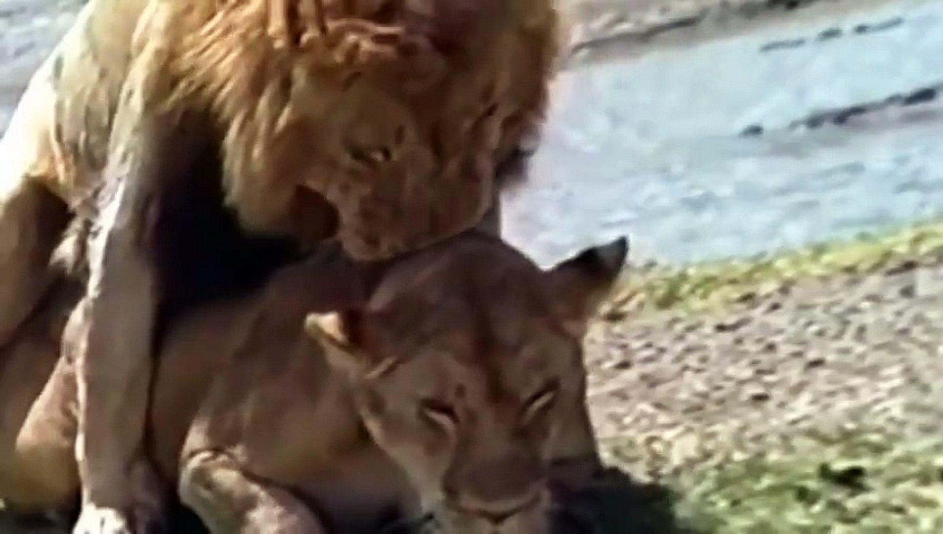 Lion Documentary Lion vs Buffalo Deadly Fight (National Geographic) -  Dailymotion Video