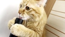 Schau dir die Reaktion der Katze zu einem Staubsaugers an, SO WITZIG! - Drehe die Lautstärke hoch