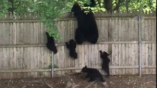 Momma Bear and Her 4 Cubs Try to Climb Over a Fence
