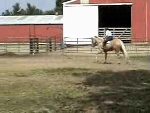 Inovate 2007 3 Yr. Old Palomino Overo Gelding For Sale