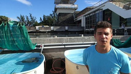 Le centre de soins de Kélonia récupère 25 à 30 tortues chaque année