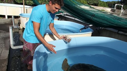 La tortue Caouanne, qui vit au large, est quand même concernée par les déchets plastiques