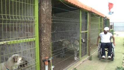 Kangal Köpeği ile Hayata Tutundu