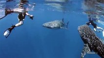 141.Maldives Diving with Whale Sharks - Into the Drink