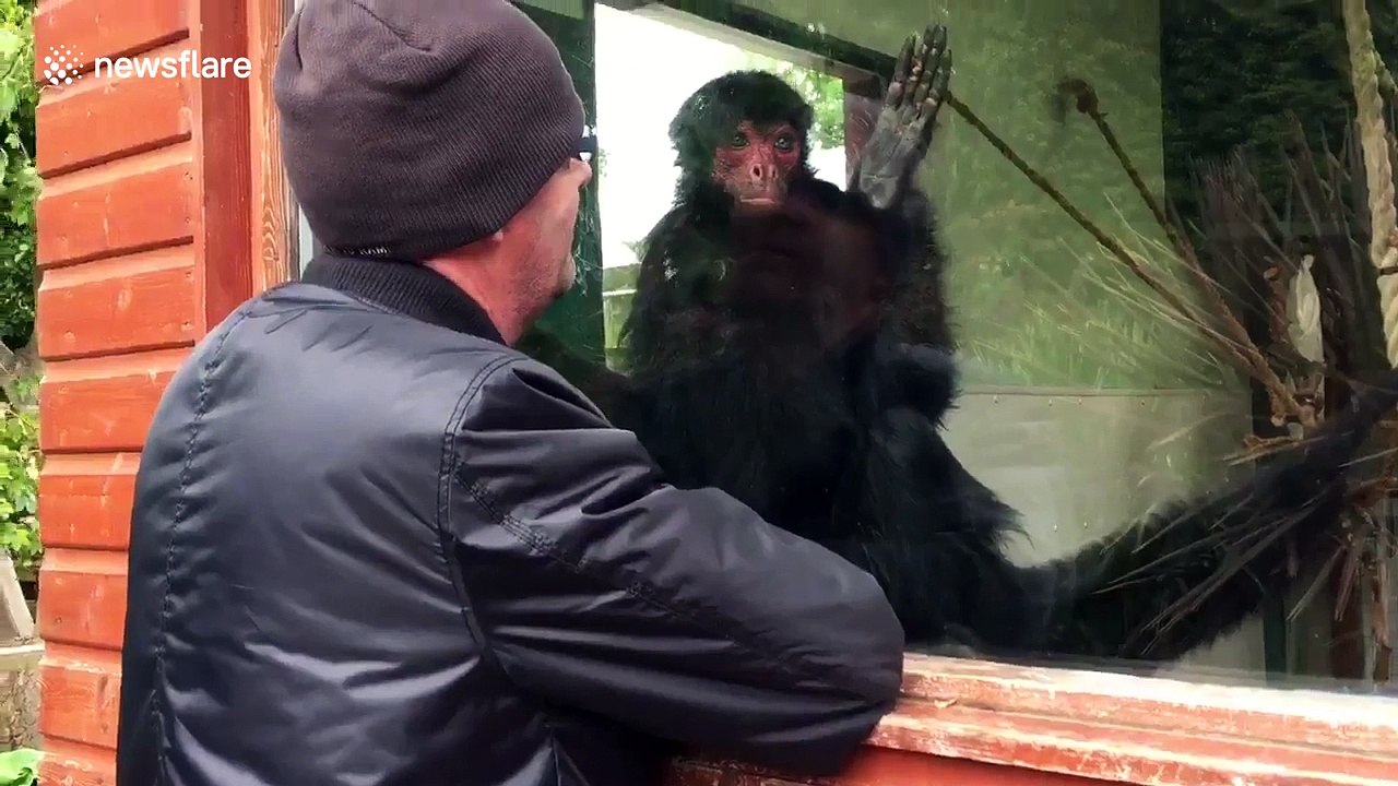Monkey imitates man at zoo in Wales - video Dailymotion