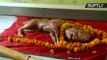 Bezerro nasce com feições humanas na Índia