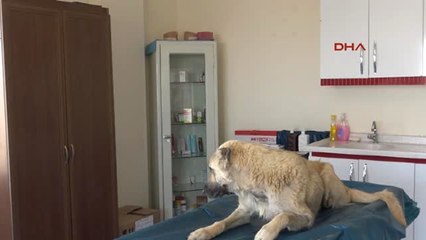 Mardin'de Ayakları Kesilen Köpekler Için Yürüteç Yaptılar