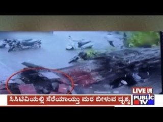 Watch: People cheat death after tree falls on road in Surat, Gujarat