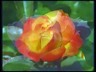 Yolcular - Sultanım İllallah