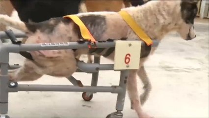 هذا الصباح- تايواني يصنع عجلات متحركة للكلاب المعاقة