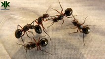 Karıncalar hakkında bilinmeyen şaşırtıcı bilgiler
