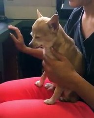 WhatsApp Funny videos Dog Sleeping Gif