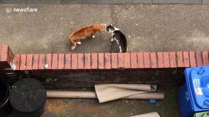 Cats have epic showdown on street