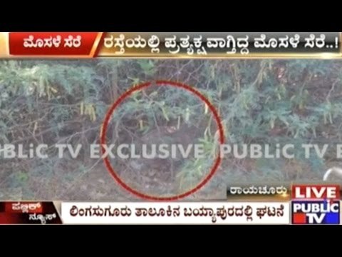 Raichur : Crocodile Roaming Around In The Open Captured