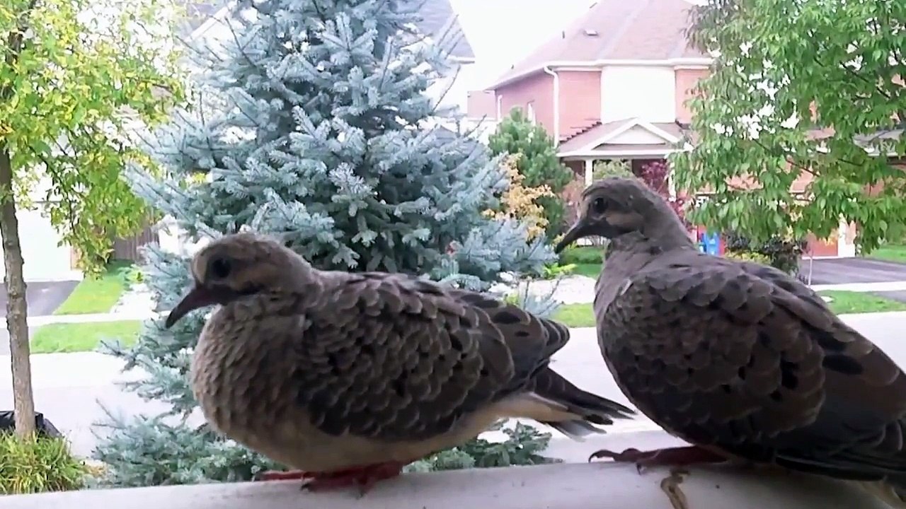Cheap Home Security System