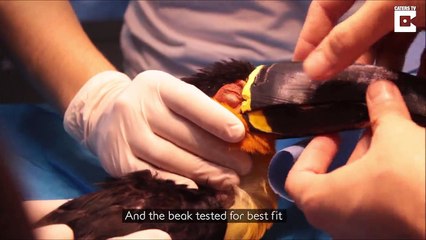 Ils sauvent un toucan grâce à la prothèse d'un bec imprimé en 3D