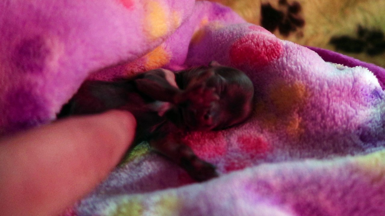 MVI_1036 baby 2 DXX ill