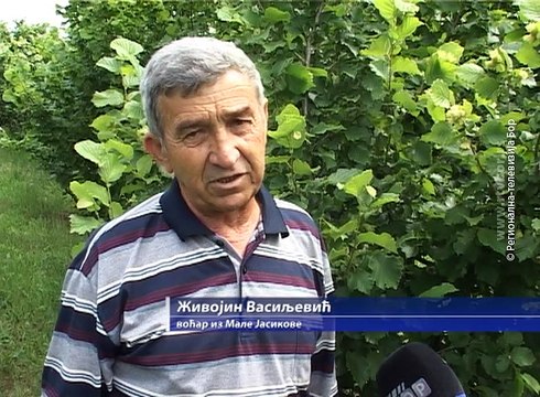 Lešnici iz Male Jasikove, 9. jun 2017. (RTV Bor)