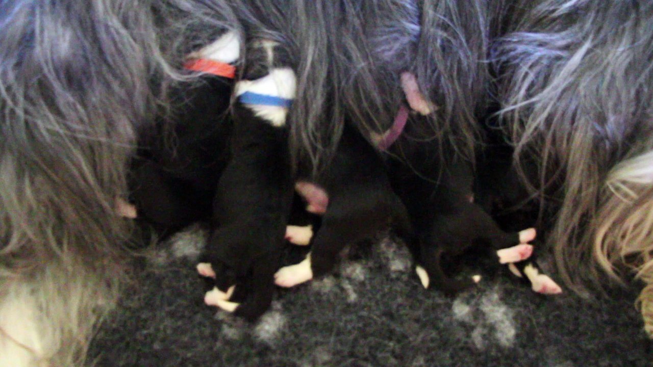 CHIOTS Beardedcollie du Paradis des Coeurs Tendres