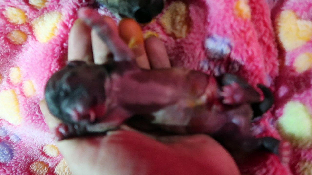 MVI_1140 NXR baby  boy premature
