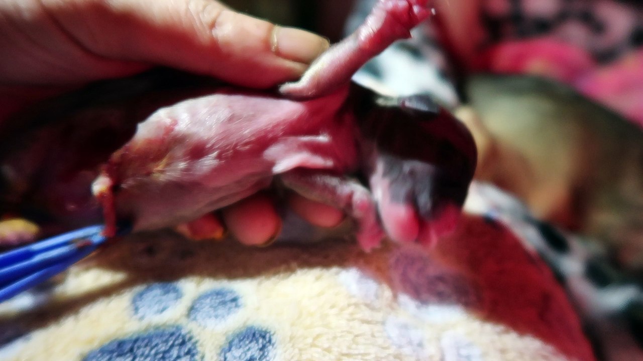 MVI_1185 NXR baby girl born premature