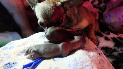 MVI_1191 NXR babys 1 week too early