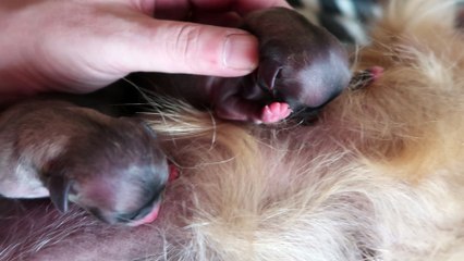 MVI_1222 babys on mamas belly