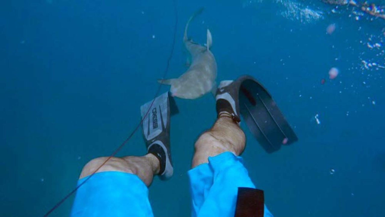 Il se fait attaquer par un requin et perd 1 litre de sang