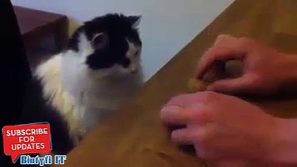 cat plays Nutshell Game