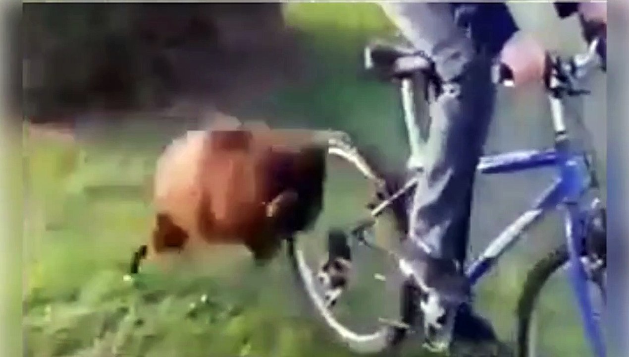 Ce bouc déteste les cyclistes!