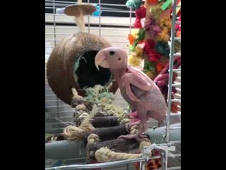 Naked Bird Runs Around House in Fun-Fueled Rampage