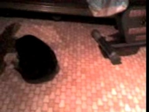 Penelope mon ptit chat un peu dingue